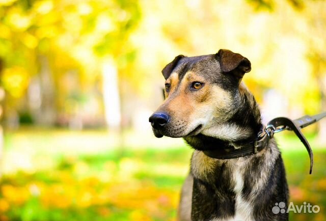 Замечательная собака бесплатно