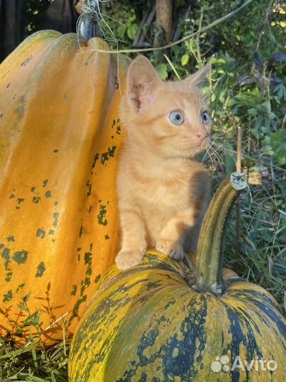 Котятки в добрые руки
