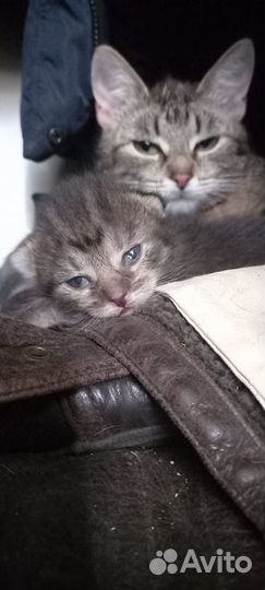 Отдать в хорошие руки