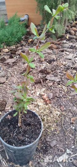 Саженцы барбариса и лимонника