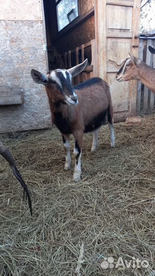 Породистые козочки