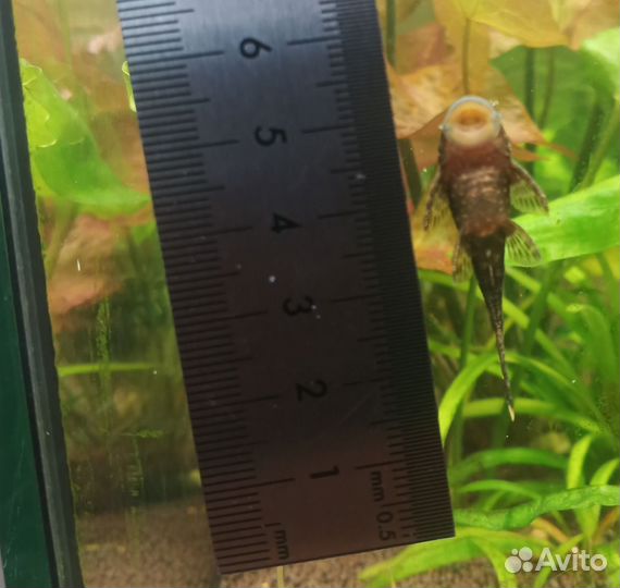 Аквариумные рыбки