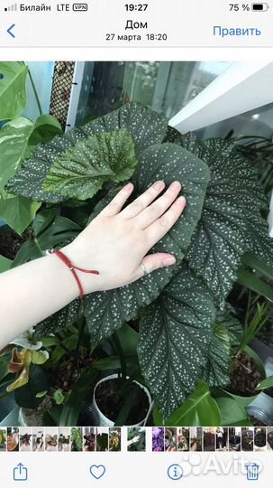 Бегония коралловая