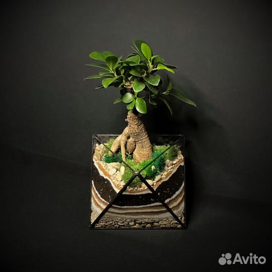 Флорариум. Дерево бонсай в октаэдре