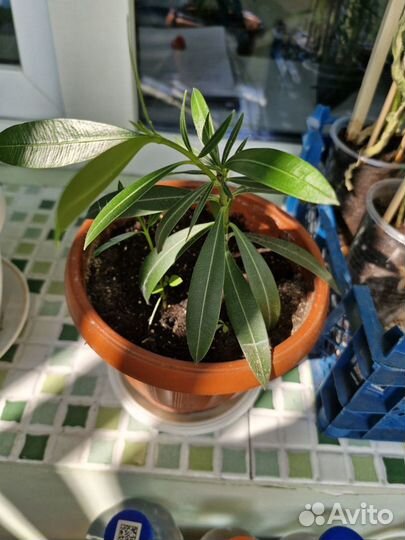 Олеандр розовый