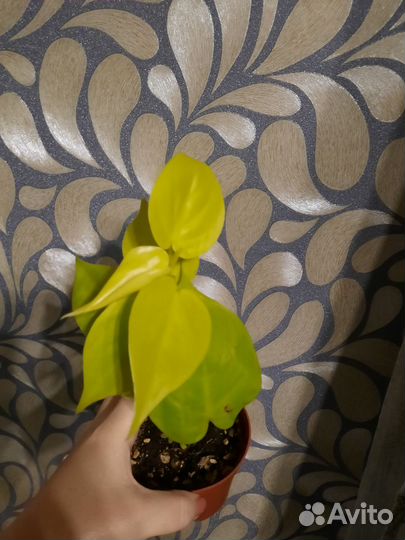 Филодендрон неон лайм