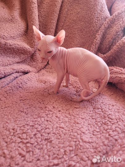 Донской сфинкс котенок