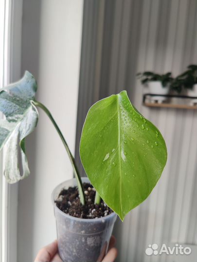 Монстера Альба вариегатная