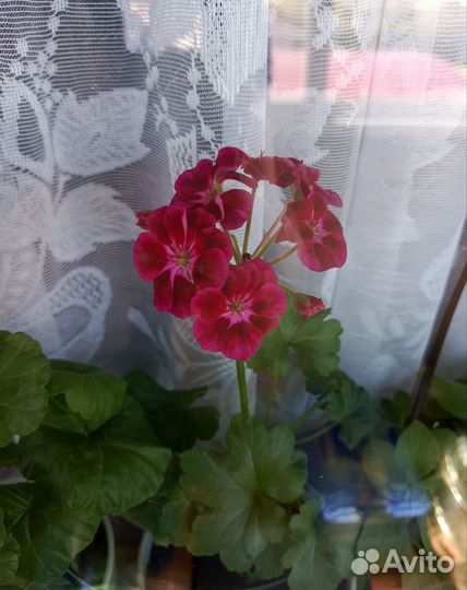 Пеларгония герань