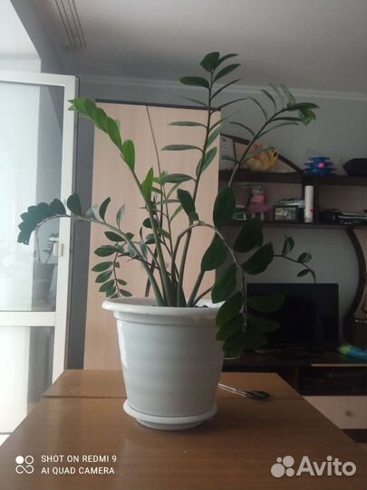 Замиокулькас