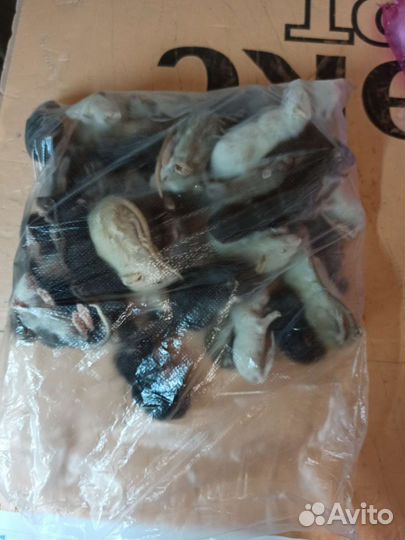 Кормовые грызуны