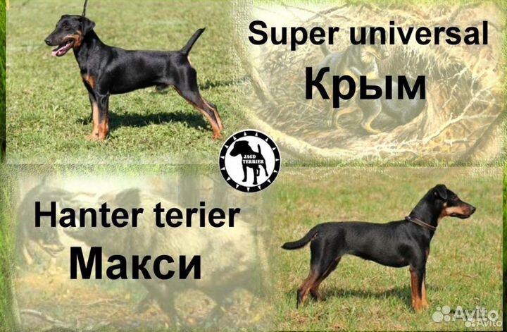 Вязка ягдтерьера