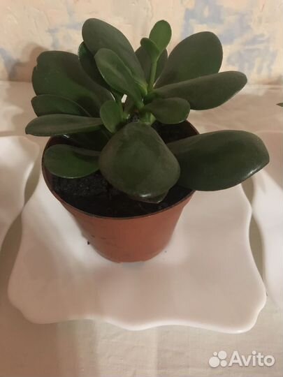 Олеандр махровый