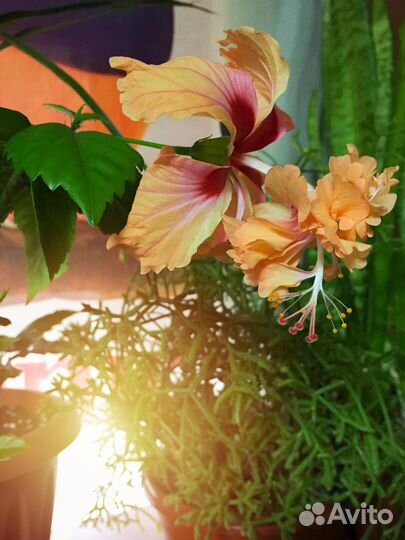 Гибискусы Рассвет с Текилой Tequla Sunrise черенки