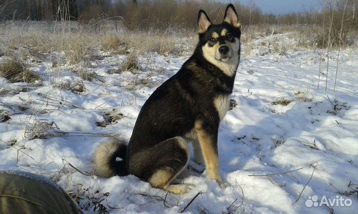 Щенки Восточно сибирской лайки