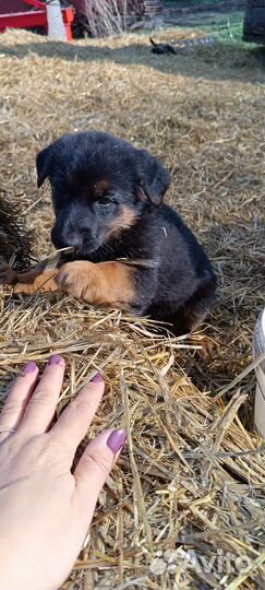 Щенки немецкой овчарки