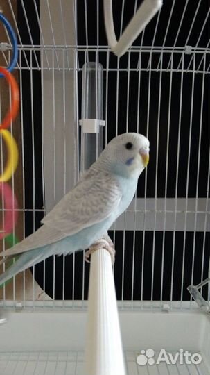 Птенцы волнистый попугай