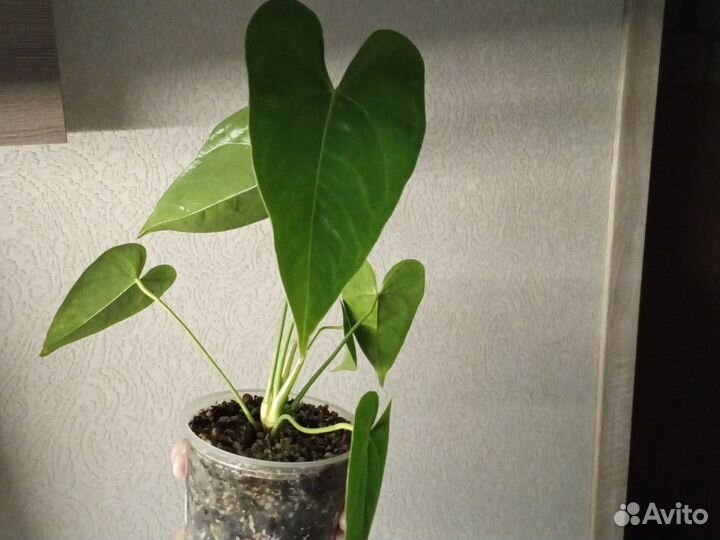 Антуриум Старая Дакота