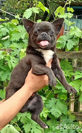 Вязка кобель чихуахуа голубого окраса