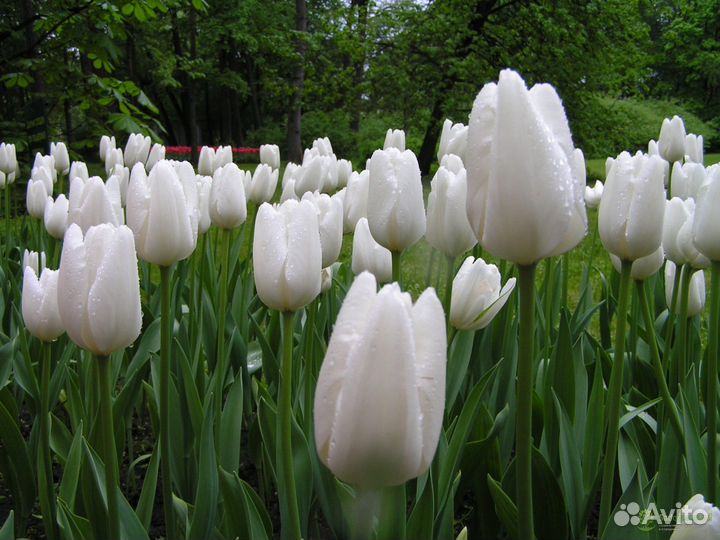 Луковицы тюльпанов оптом