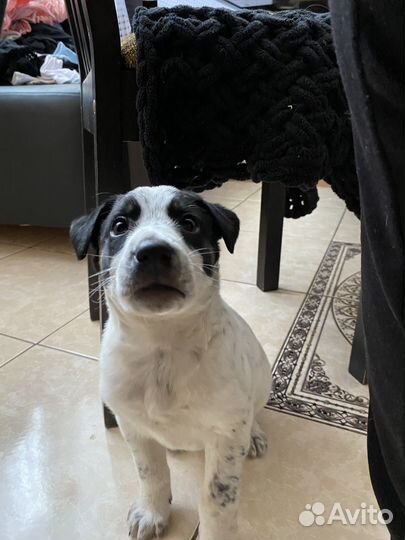 Маленький песик