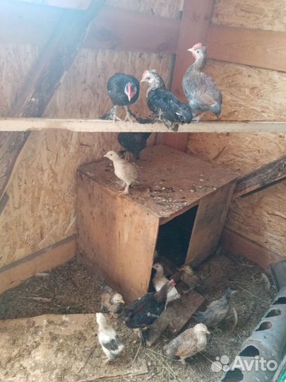 Цыплята месячные