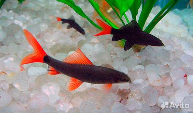 Лабео биколор. Двухцветный лабео. Аквариум. Сифон