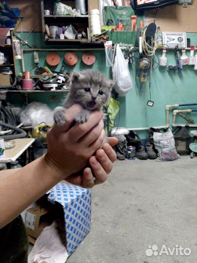 Отдам в добрые руки