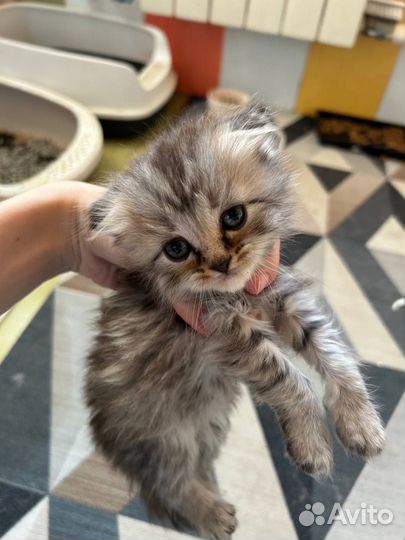 Шотландский вислоухий мальчик