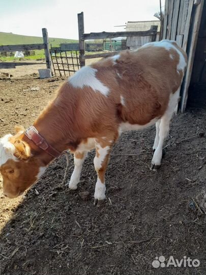 Корова телка