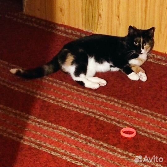 Кошка-трехцветка ищет семью