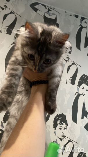 Котята в добрые руки даром москва