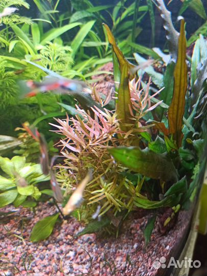 Аквариумные растения