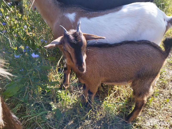 Камерунские козы