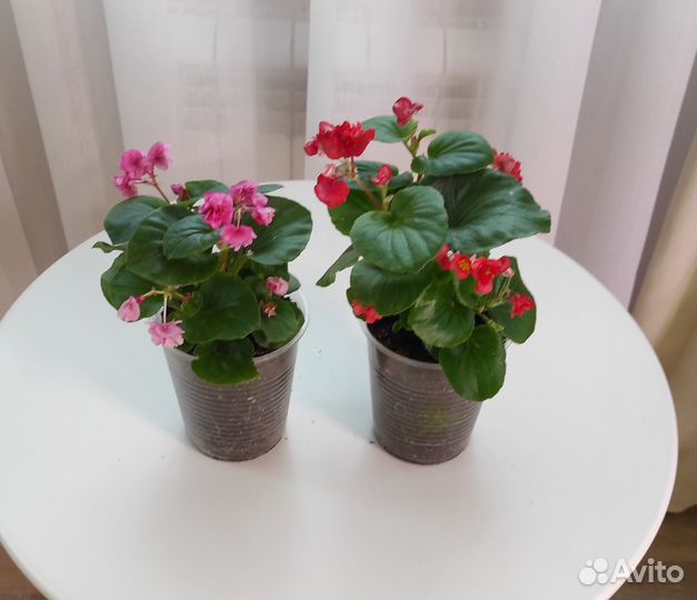 Бегония вечноцветущая Fiona