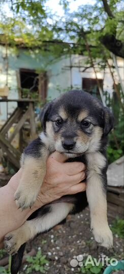 Щенки в добрые руки