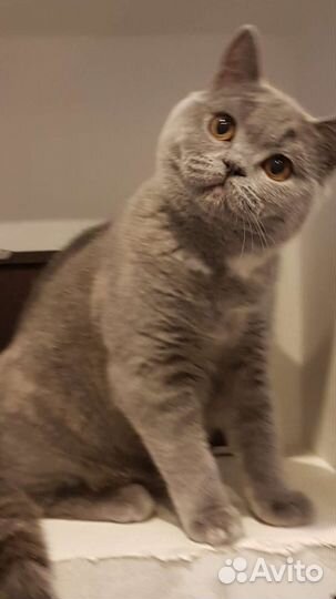 Британские котята