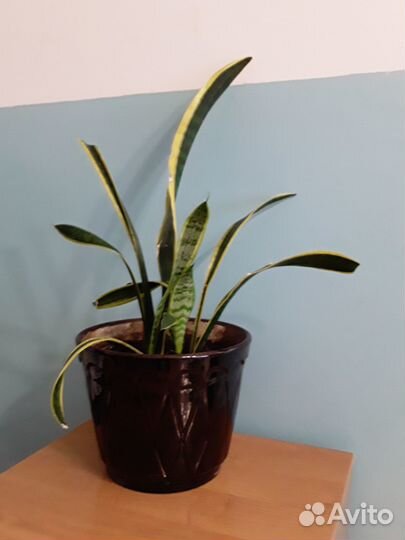 Сансеверия в керамическом горшке