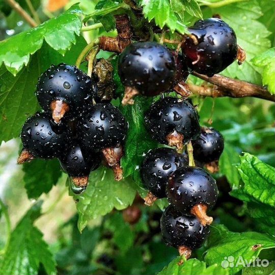 Смородина Черная,Красная