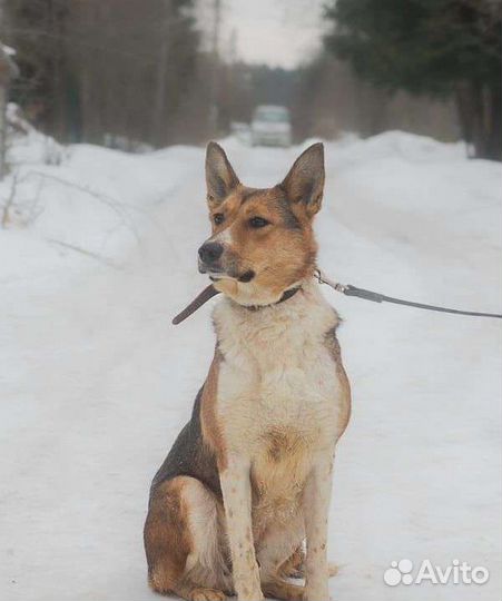 Собака Алиса