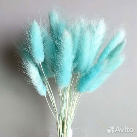 Лагурус голубой