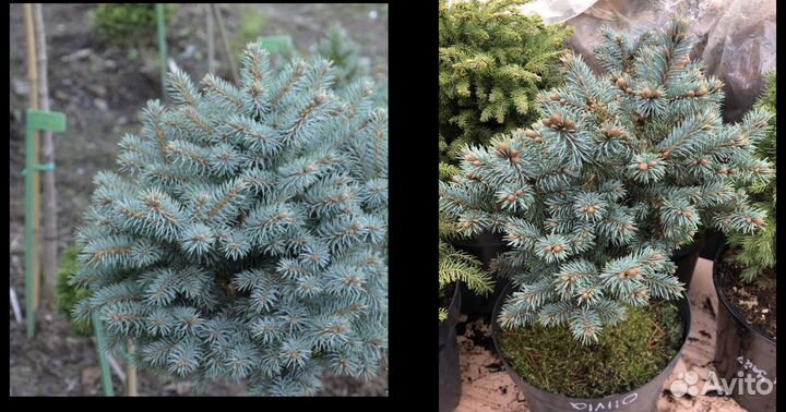 Ель живая