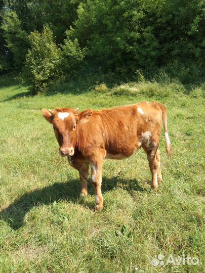 Тёлка айширской породы