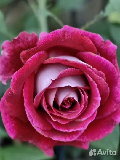 Розы в ассортименте