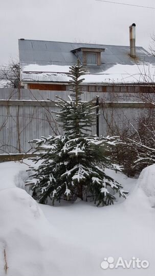 Ель голубая