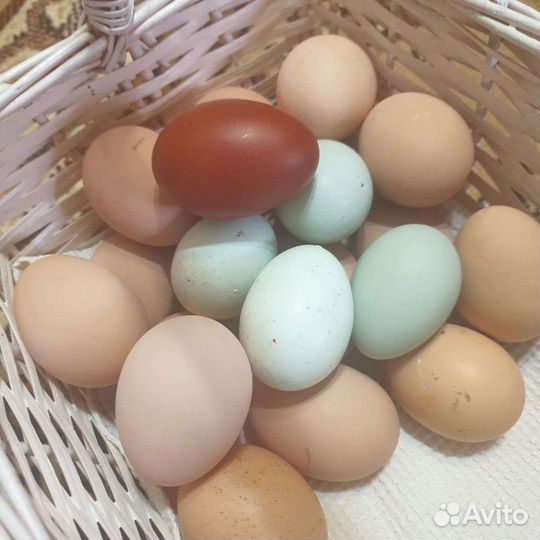 Инкубационное яйцо и цыплята