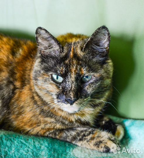 Отдам кошечку Ванессу