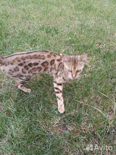 Бенгальская кошка