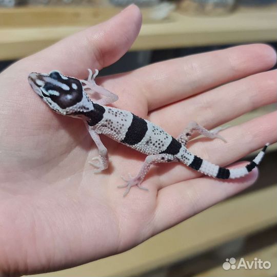 Иранский эублефар, геккон