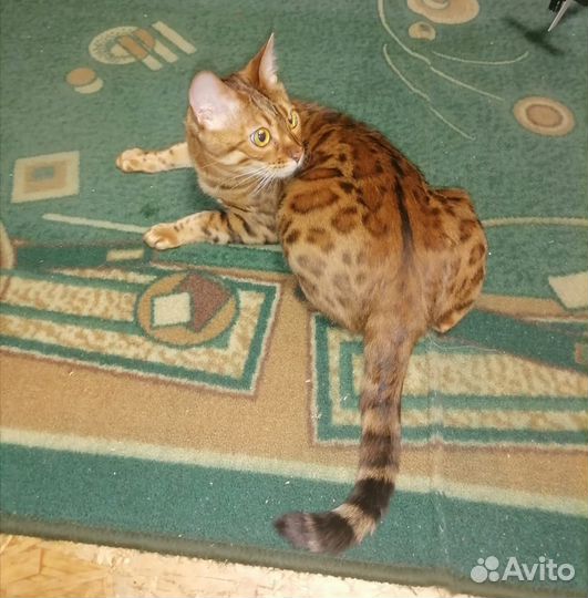 Продам бенгальских котят